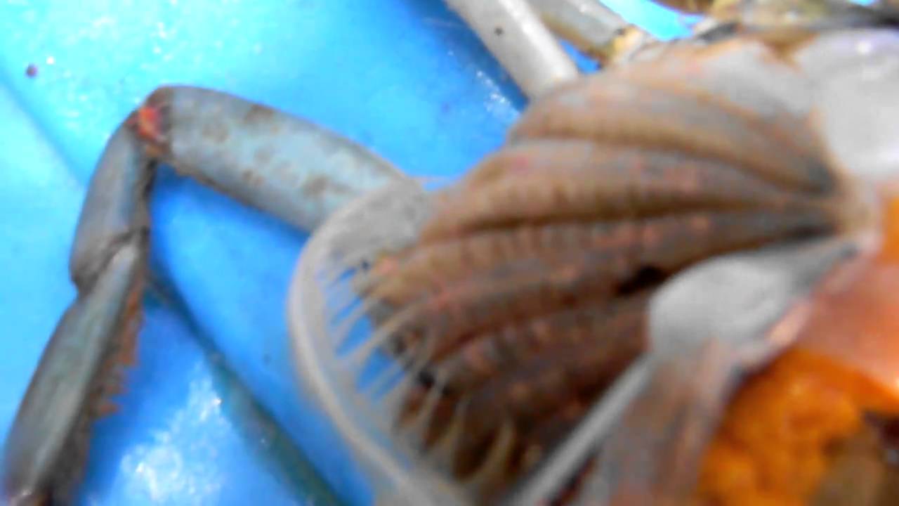 Blood Beach Blue Crab covered in oil and Parasites YouTube