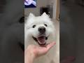 サモエドスマイルすぎる #samoyed #大型犬 #サモエド