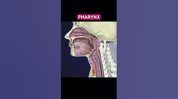 The PHARYNX #digestivesystem