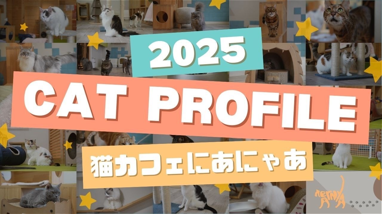 全猫ちゃん紹介2025！猫カフェにあにゃあ - YouTube