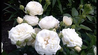 Помпонная роза Артемис (rose Artemis) отзыв, цветение 10 июля 2022