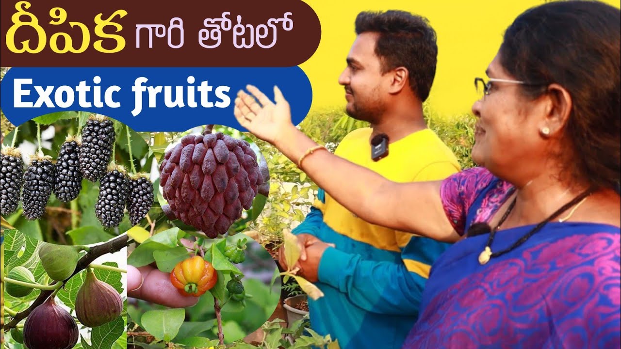 దీపిక గారి తోటలో ఎన్నో Exotic Fruits #blackberry #surinamcherry #custard