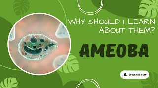 Ameoba Ep 11