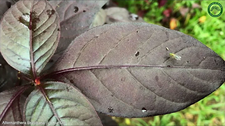 Alternanthera Brasiliana (L.) Kuntze | Ornamental Plants |  Panama |