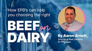 How EPD’s can help you choosing the right Beef on Dairy sires