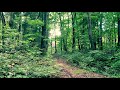 4K Relaxing Forest Bird Sound 森の鳥のさえずり