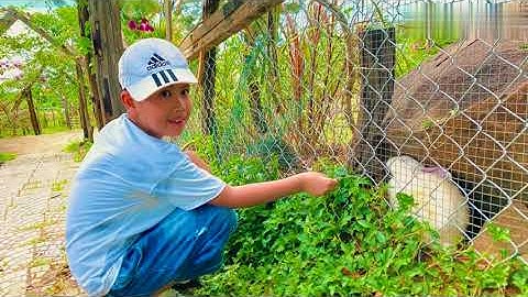 Đồi cừu Đà Nẵng 2025 cực kỳ hoành tráng!