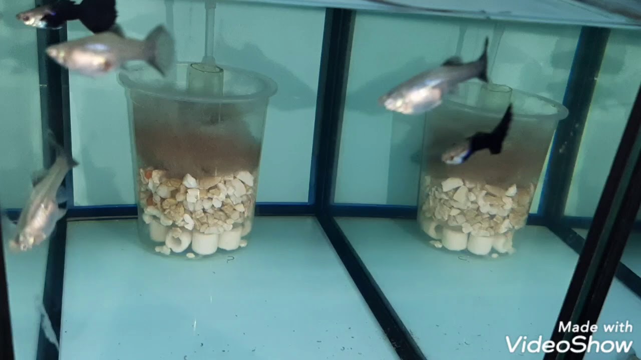 Outcrossing HB Purple male with my Purple females. Set up young breeders