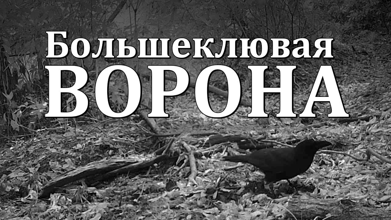 Вороны москвичи слова