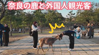外国人観光客も楽しむ奈良の鹿とのふれあい公園 | nara deer park