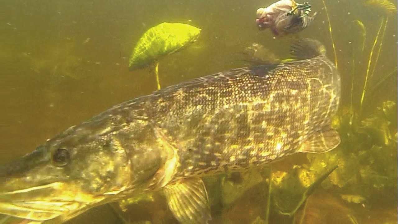 Fishing: lures for pike muskie zander vs deadbaits, underwater attacks