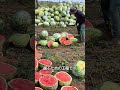 最高のスイカの種を選ぶ方法