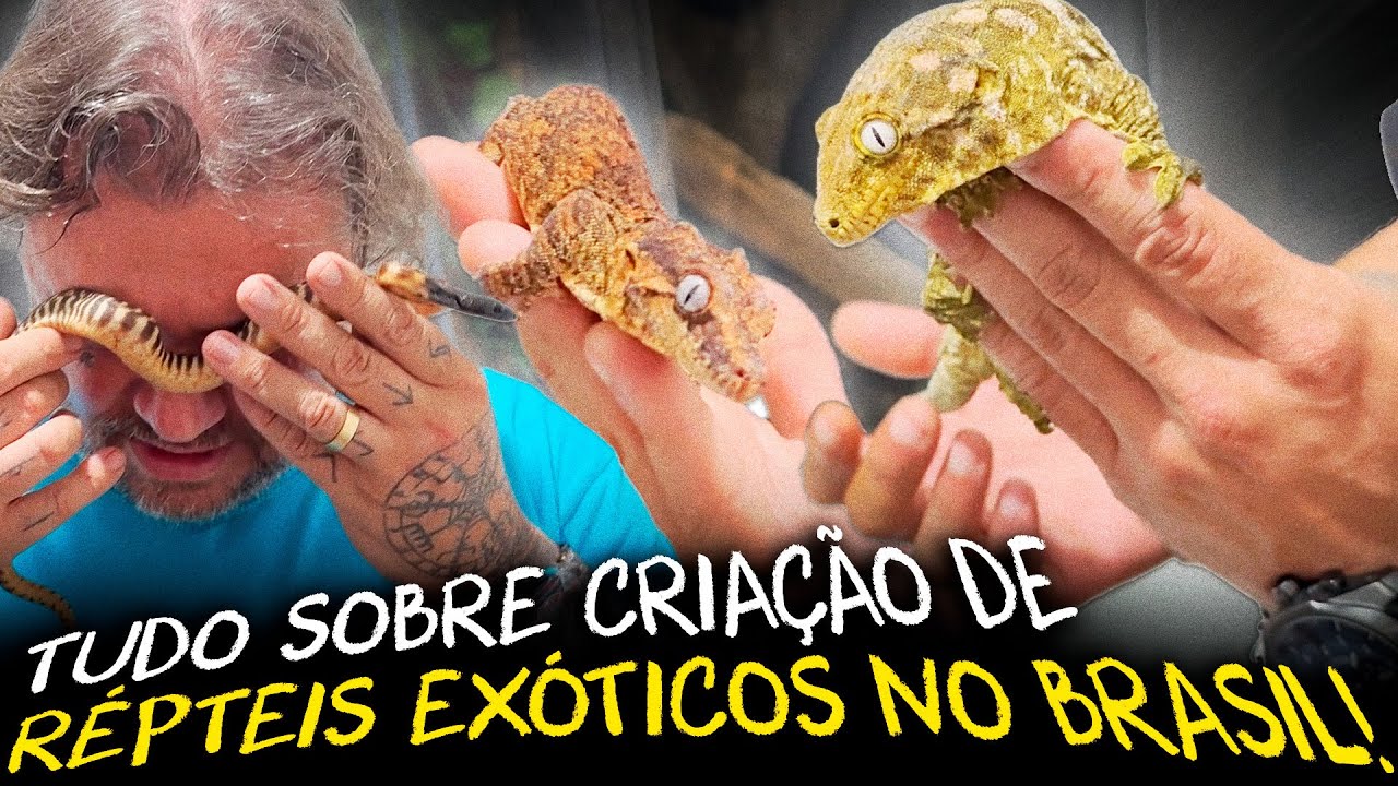 DESCOBRINDO O SEGREDO PARA CRIAR GECKOS GIGANTES!