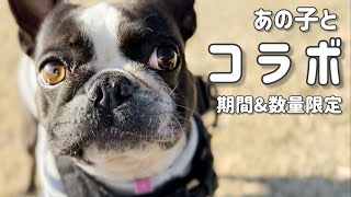 あのYoutuberとコラボしました🐾春の特別なセットです。 by ボストンテリアきいろ 918 views 1 month ago 11 minutes, 8 seconds