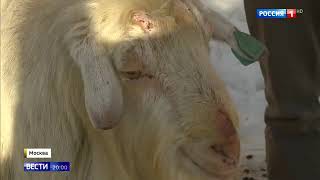В Южном бутово живут козы- поговорили с их хозяином