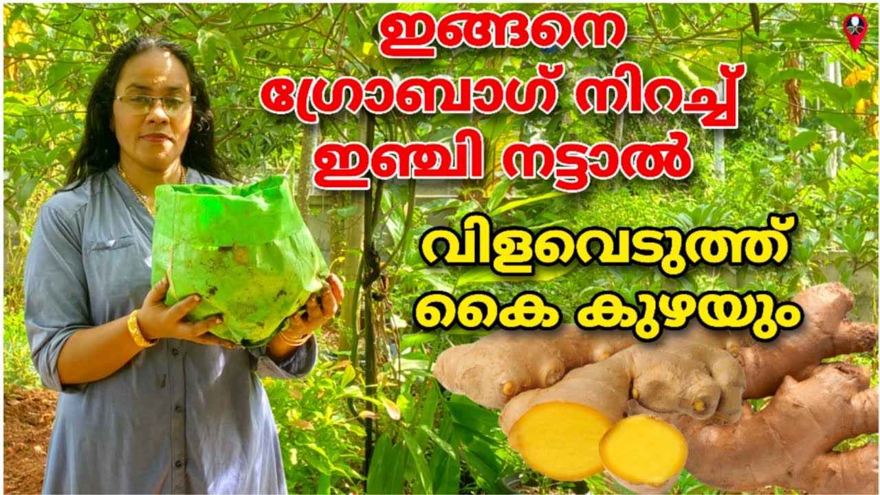 കടയിലെ ഒരു കഷ്ണം ഇഞ്ചി മതി ഇങ്ങനെ നടാൻ inji krishi in grow bag