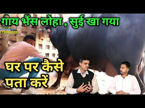 गाय भैंस लोहा , सुई खा गई जानिए घर पर कैसे पता करें  murrah buffalo