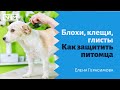 Блохи, клещи, глисты. Как защитить питомца