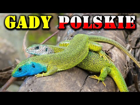 NOWE i Tajemnicze Gatunki Polskich Gadów