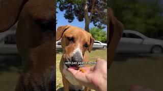 Dog Training Tips: Teach Your Pup New Tricks
