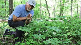 Creating Art with Mayapple Wildflowers