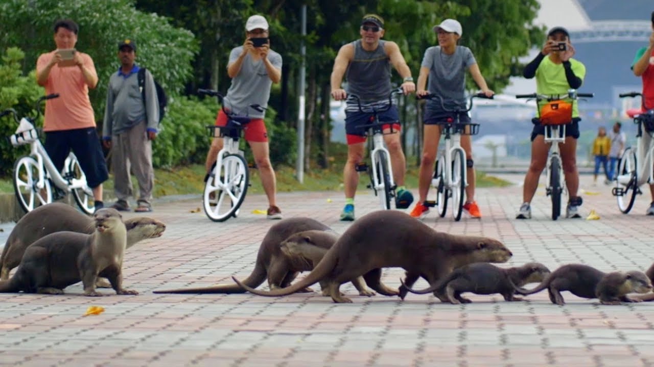 The Otters of Singapore | Cities: Nature's New Wild | BBC Earth
