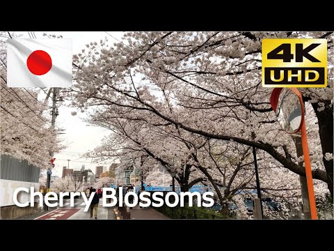 【満開の桜】🌸  目黒川の桜並木① 🌸【Cherry Blossoms】