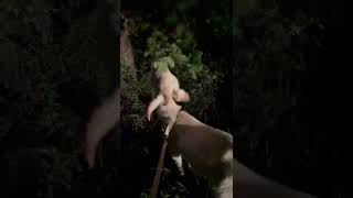 Felicia Loves Eating Oak Leaves From Trees Information
