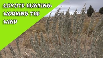 Coyote Hunting: How to work the wind