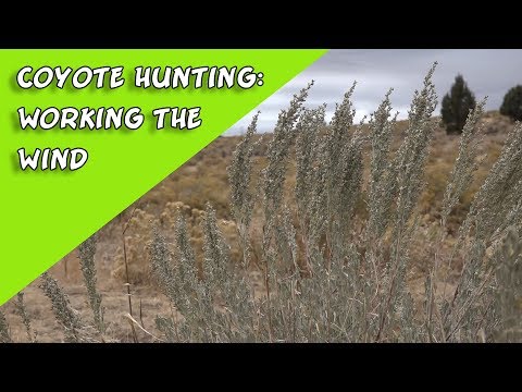 Coyote Hunting: How