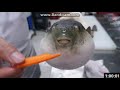 Pufferfish Eating Carrot for 2 minutes with bandicam watermark