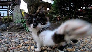 感動猫動画、子猫とスパーリングして猫パンチの応酬にあう