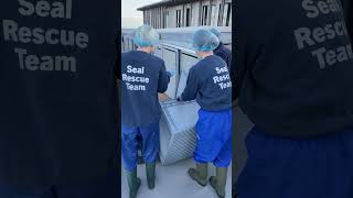 The Release Of Nebula & Oberon