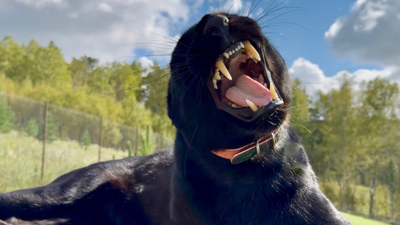 Black panther Luna and construction without days off 🔨🪓(ENG SUB)