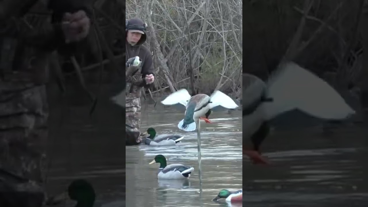 Avian-X Powerflight Mallard in Action | Duck Hunting 