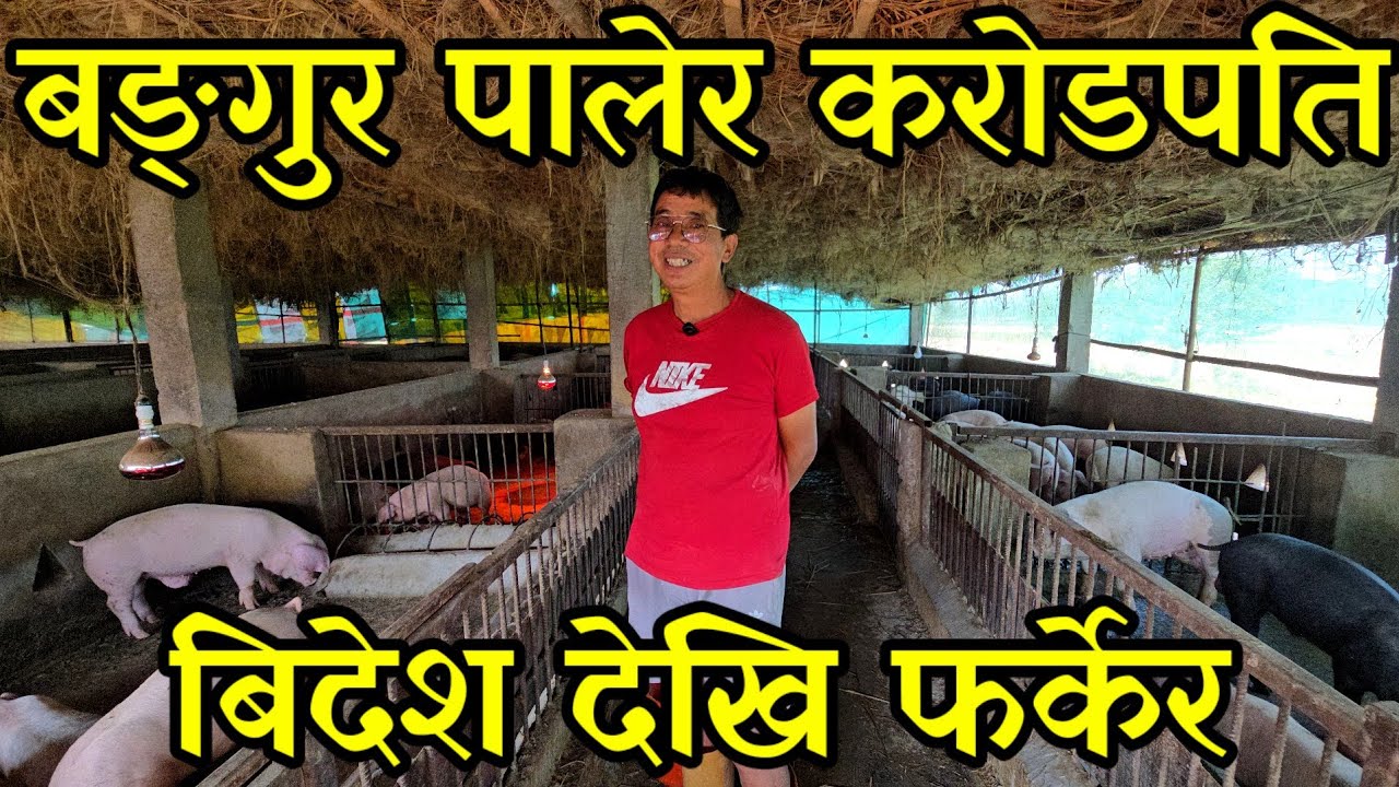 दुई करोडको लगानिमा 6 सय बङ्गुर पाल्ने पृथी ब.दाइ,6 बर्सको साउदी बसाइ त्यागेर बङ्गुर पाल्दै piggery