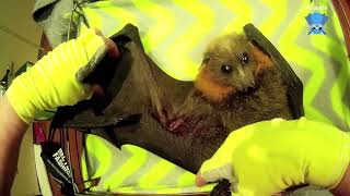 Flying-fox has an xray:  this is Linti by Megabattie 2,335 views 11 days ago 8 minutes