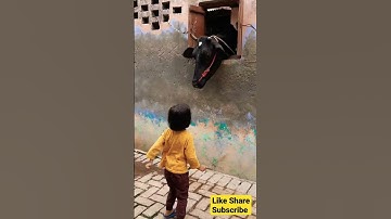 cow videos#trending #viral