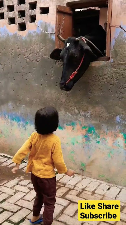 cow videos#trending #viral