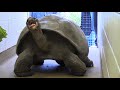 Meet Abrazzo the Galapagos Tortoise