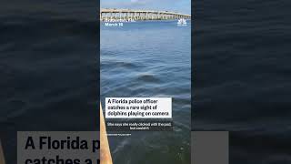 Florida officer captures playing dolphins on camera