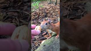 Eichhörnchen Hypnotisiert | Squirrel Hypnotized