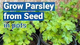 How to Grow Parsley from Seed in Pots