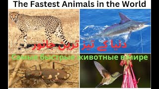The Fastest Animals in the World | دنیا کے تیز ترین جانور | Самые быстрые животные в мире by Cool & Hot Hub 197 views 9 months ago 4 minutes, 53 seconds