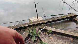 видео: Крупный линь, карась. Рыбалка на озере, на пруду. картинка: Крупный линь, карась. Рыбалка на озере, на пруду.