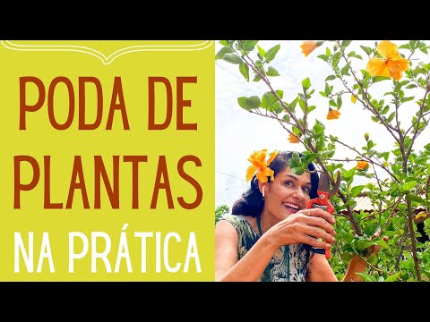 Vídeo: Poda de hibisco: como podar uma planta de hibisco