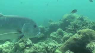 Giant Trevally In Andamans