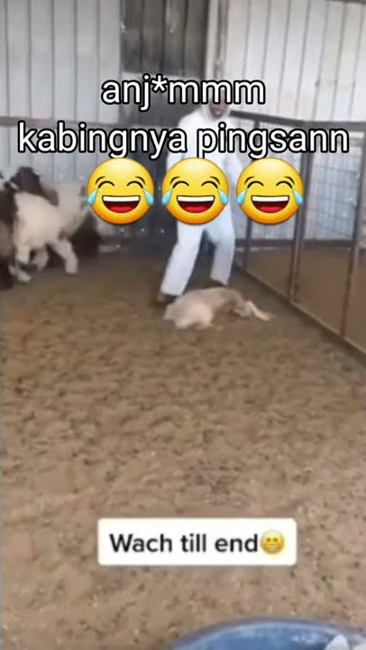 Anjim kambing koclokk || Story Wa