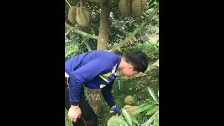 Perawatan Durian Ala Gardening