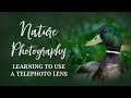 Nature Photography | Learning to use a Canon EF 100-400mm f/4.5-5.6L IS II USM  Lens